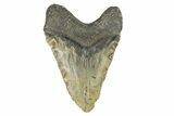 Huge, Fossil Megalodon Tooth - North Carolina #275534-2